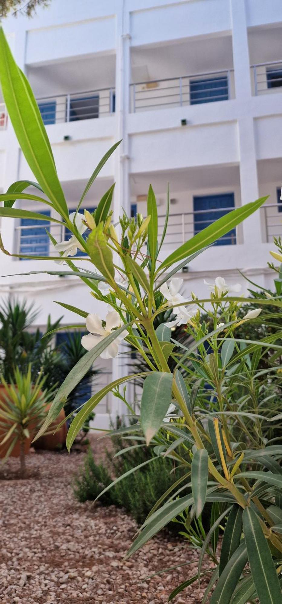 Apartamentos Costamar II Es Pujols Εξωτερικό φωτογραφία